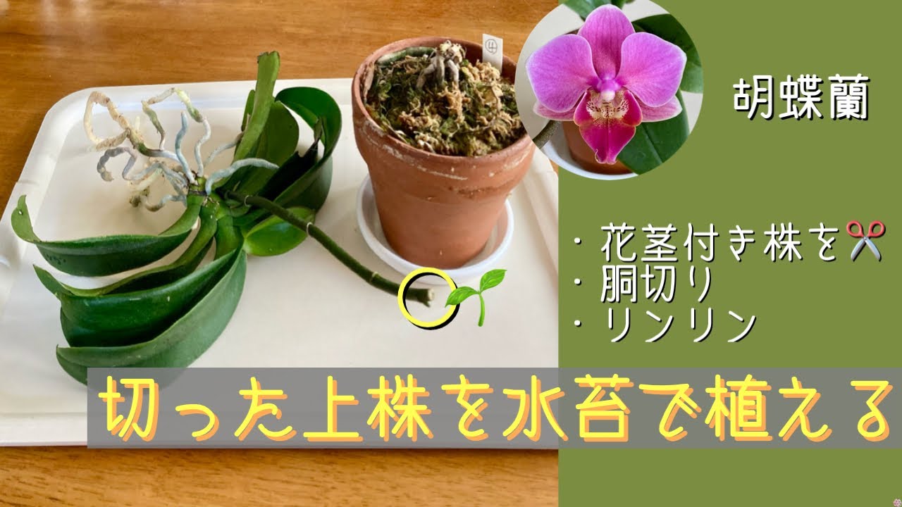 07/10/2026 Phalaenopsis 