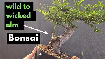 "Chinese Elm Bonsai - Wild to Wicked: Part 1"