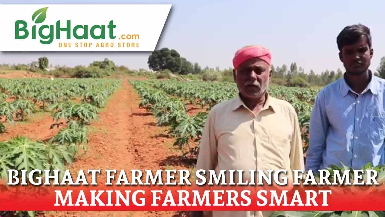 Papaya Cultivation Karnataka Farmer's BigHaat Experience YouTube