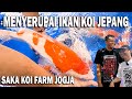 Baru breeding hasilnya bikin ngiler  buruan dapatkan ikan koi terbaik dari saka koi jogja