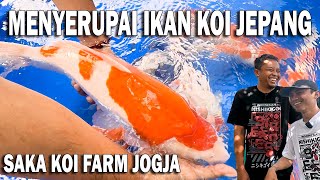 BARU BREEDING HASILNYA BIKIN NGILER | BURUAN DAPATKAN IKAN KOI TERBAIK DARI SAKA KOI JOGJA