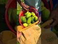 kheera harvesting #funny #duet #comedy #grow #farming #fouryoupage #viralvideo #watch #kishan