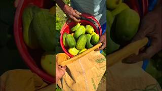 kheera harvesting #funny #duet #comedy #grow #farming #fouryoupage #viralvideo #watch #kishan