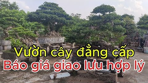 Báo Giá Cây Cảnh Đẹp Giá Rẻ Bất Ngờ – Vườn Cây Cảnh Nhiều Tác Phẩm Đẹp#bonsai #caycanh #bonsaitihon