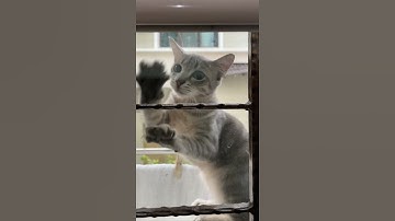 cat scratching window