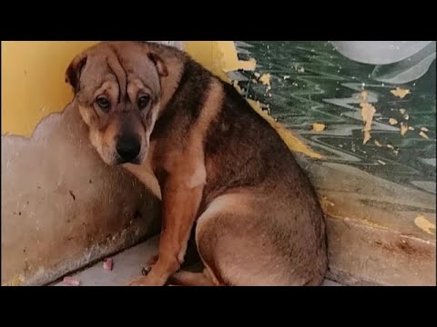 Video: Želja psa uplašenog skloništa postaje istinita