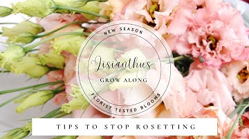 How to Grow Lisianthus from Seed | UK Flower Farming & Cut Flower Guide
