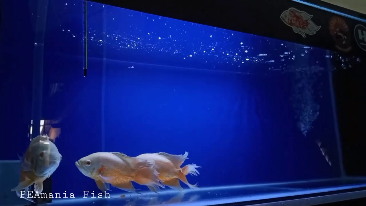 Oscar Albino Slayer Youtube Oscar Albino Slayer Youtube