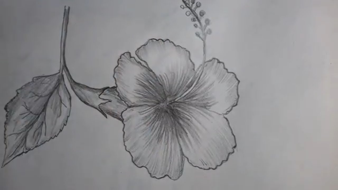 How to draw a Hibiscus flower with pencil shading (জবা