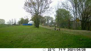 Cat Attacks Camera