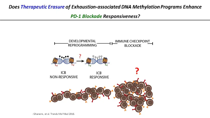 Deciphering Epigenetic Regulation of the Immune Re...