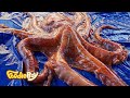 20kg 대왕문어 해체하기 / 20kg Giant Octopus - Korean Street Food / 포항 죽도시장