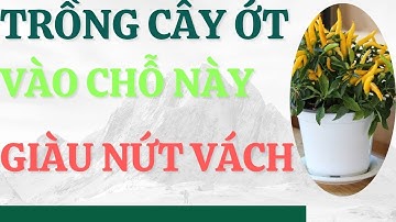 Cây ớt phong thủy: Trồng ở đâu để thu hút tài lộc và tiền vàng kéo đến không ngừng