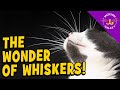 The Wonder of Whiskers!