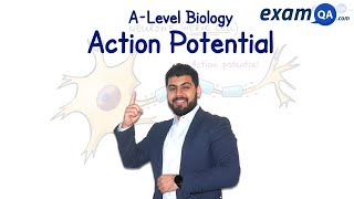 Action Potential | A-Level Biology