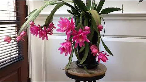 Epiphyllum Orchid Cactus Blooms :) - DayDayNews