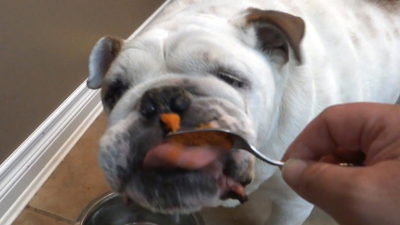 Can bulldogs eat pork Outlet