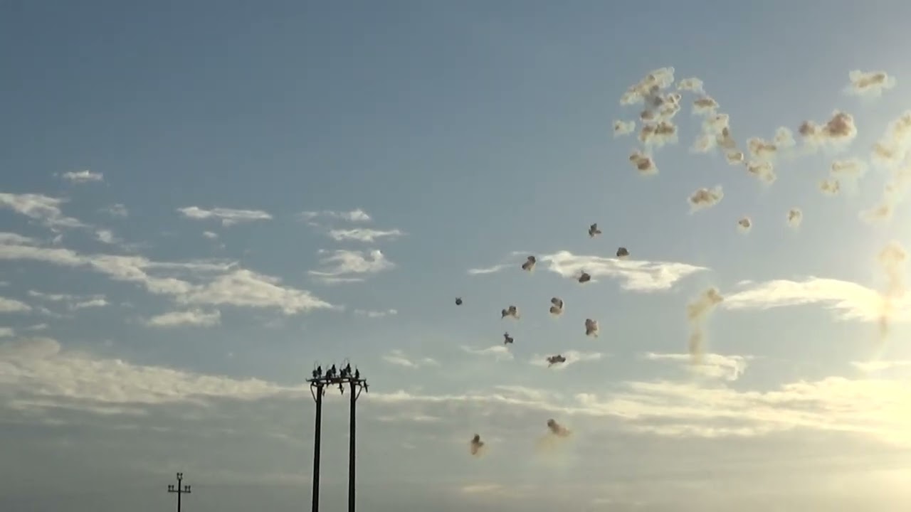 NOVOLI (Le) Sant' antonio abate 2026 - PIROTECNICA LIETO CARMINE