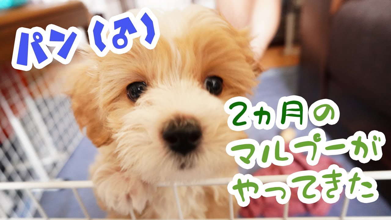 マルプー 生後2ヶ月トイプードルとマルチーズのミックス 子犬が我が家にやってきた Youtube マルプー 生後2ヶ月トイプードルとマルチーズのミックス 子犬が我が家にやってきた Youtube