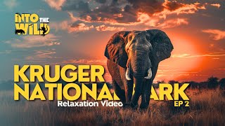 Kruger National Park Wildlife Safari - ASMR Relaxation Nature Sound and Meditational Music - EP 2