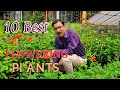 10 BEST PERMANENT FLOWERING PLANTS You Can Grow In September and October. 10 BEST PERMANENT FLOWERING PLANTS You Can Grow In September and October.