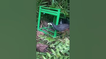 Betapa galaknya ruak ruak ini,meski sudah di dalam kandang#shortsvideo #mikatruakruak