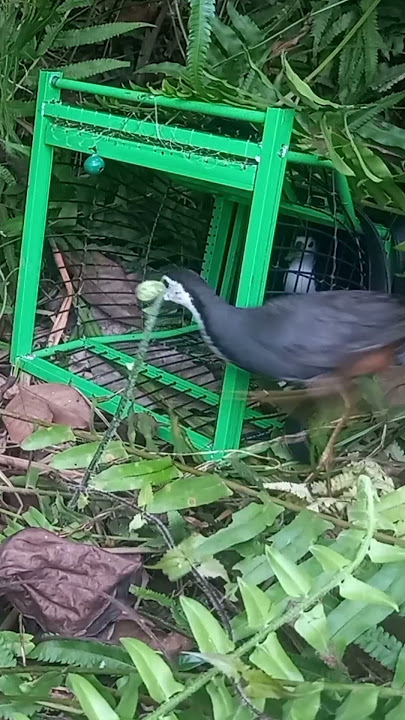 Betapa galaknya ruak ruak ini,meski sudah di dalam kandang#shortsvideo #mikatruakruak