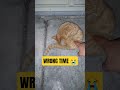 WRONG TIME 😭 Orange Cat Got Caught in 4K #shorts