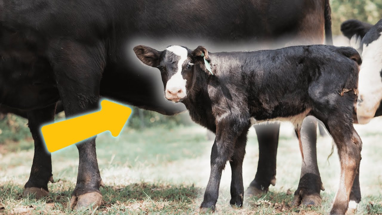 Our First Calf Is Here This Is How We Manage All Newborn Calves YouTube Our First Calf Is Here This Is How We Manage All Newborn Calves YouTube