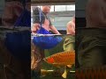 MASTERING The Art Of Moving LARGE Arowana Fish 🌊