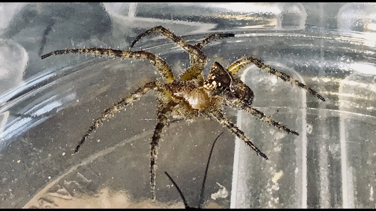 Housing My New Nephilengys Sp Cameroon Hermit Spider