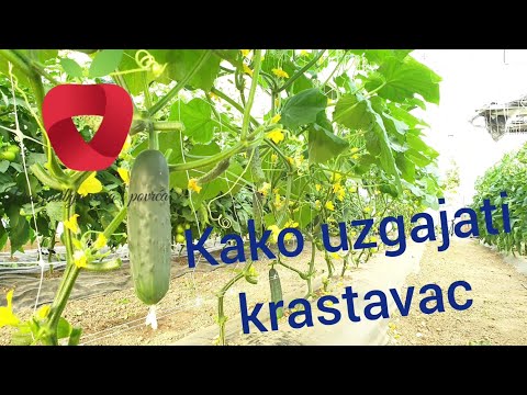 Video: Kako Uzgajati Dobru žetvu Krastavaca