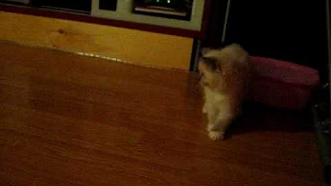 Watch the video about Memo ragdoll kitten cat running and meow screaming for fun