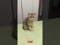 Akan Ku Tangkap #trendingshorts