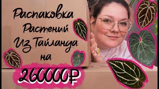 Распаковка растений из Тайланда . Совместная закупка. Антуриум , орхидея , алоказия