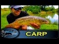 Beginners Guide to catching Carp on surface Baits - The Totally Awesome Fishing Show