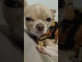Обнимайте своих любимчиков 8 раз в день 😘🐶#рекомендации#pets#shorts#собака#