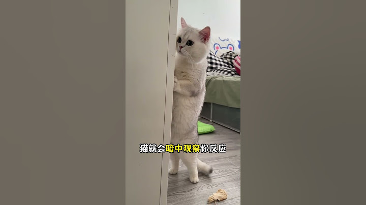 🙀猫咪爆冲=爱你？3招防走失神技㊙️ #新手养猫﻿ ﻿#养猫经验分享﻿ ﻿#猫咪行为学﻿ ﻿#猫咪的迷惑行为﻿ ﻿#科学养猫﻿ ﻿#猫咪冷知识﻿ ﻿#猫咪心理学﻿ ﻿#养猫知识﻿ ﻿#养猫攻略 #貓咪