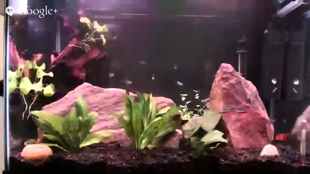Live Fish Stream!  Rainbowfish, German Blues, Minor Fin Tetra, Snails and more!
