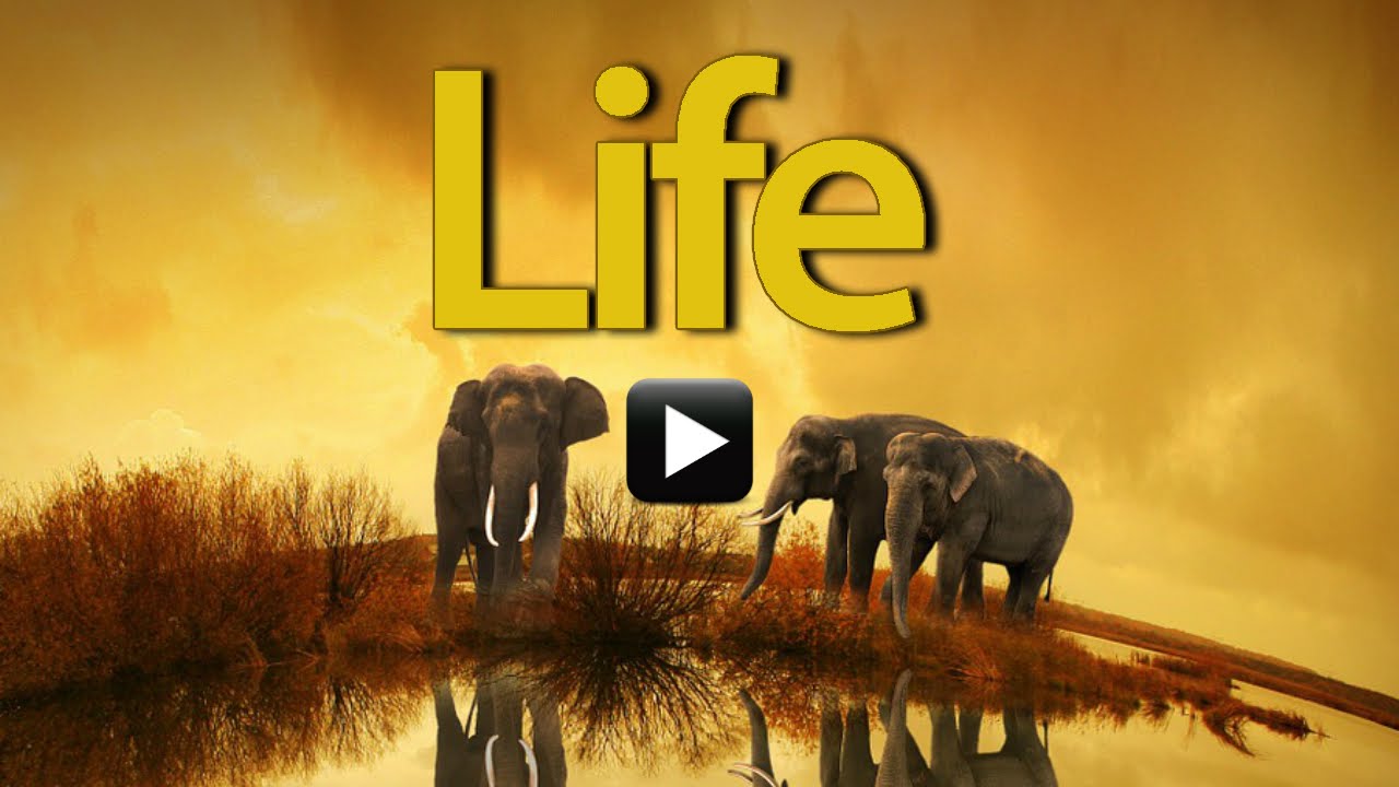 LIFE - YouTube