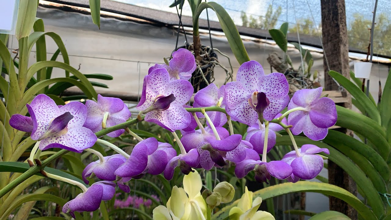 Como cultivar orquídeas Vandas. Tira dúvidas.