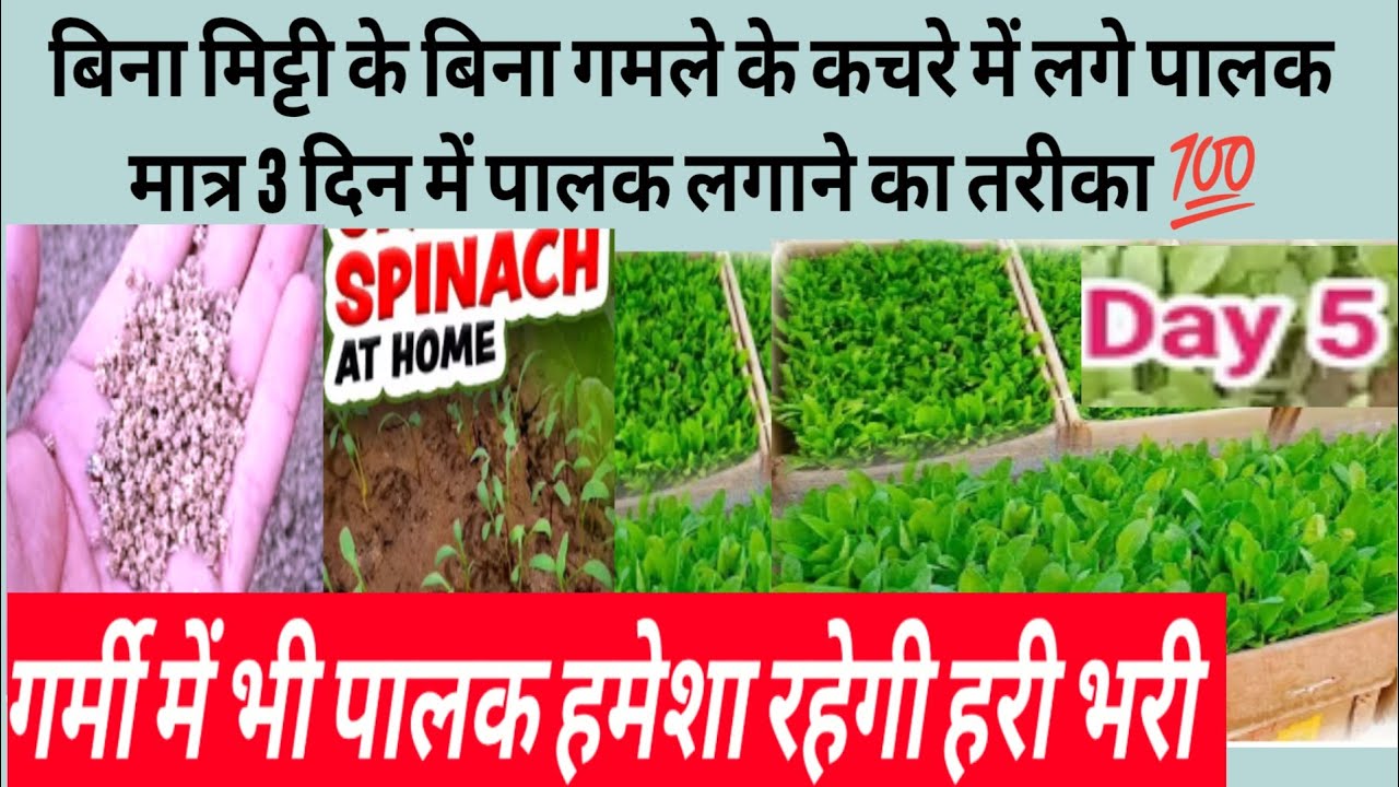 सिर्फ कचरे में पालक उगाया 3 दिन में बिना मिट्टी के तरीका 15 दिन में हार्वेस्टिंग4 से 5 बार गर्मी में