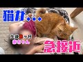 生後８ヶ月にしてようやく赤ちゃんとスキンシップ！？