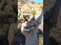 Jawbone of the Ass (One of the Greatest Weapons Ever Used) Tested!
