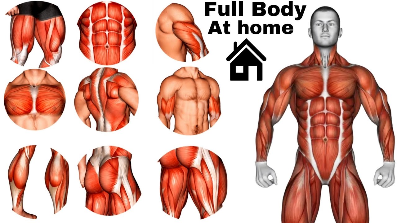 The 22 best exercises to build all body muscles at home 🏠 Read the ...