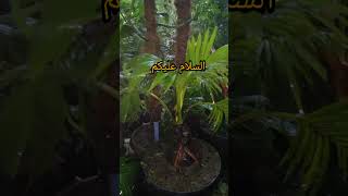 bonsai kelapa bonggol mungil daun pecah