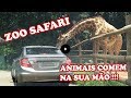 ZOOLÓGICO DE SÃO PAULO - ZOO SAFARI - ANIMAL