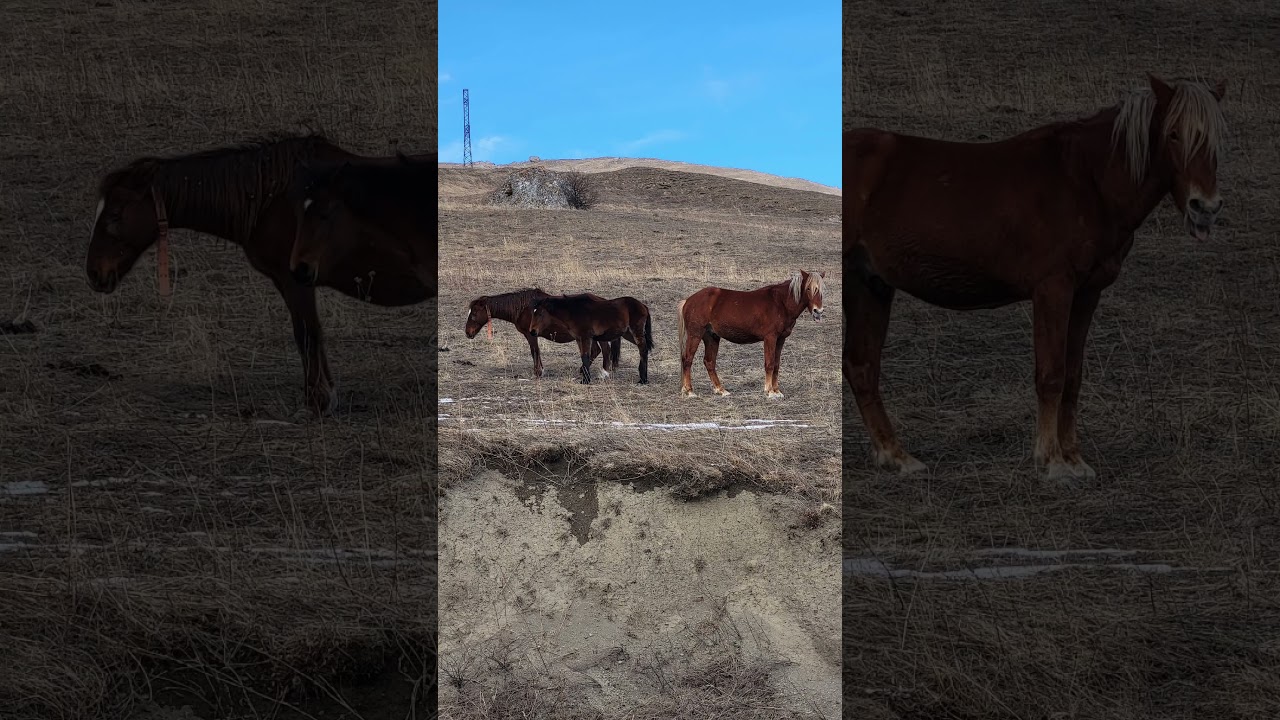 Северная Осетия Алания 