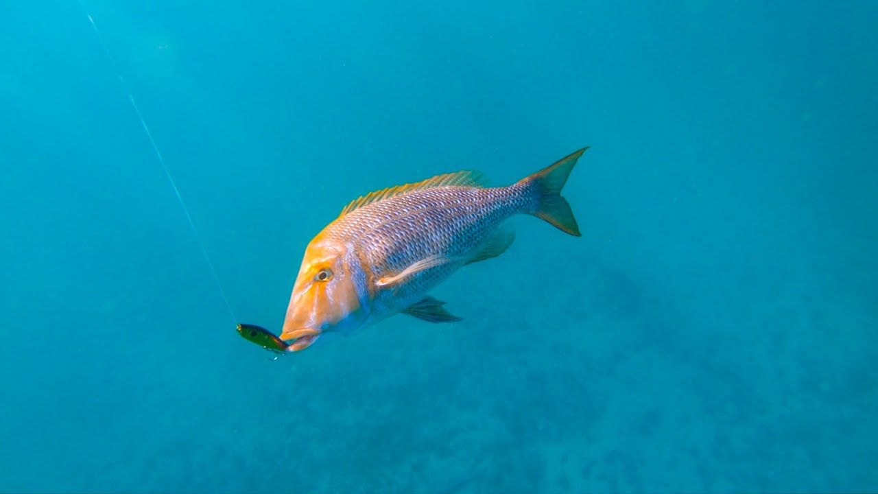 Kayak Fishing The Ningaloo Reef 3 YouTube