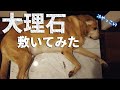 【4K】愛犬の暑さ対策のために大理石を敷いてみた F1レトリバージェイク